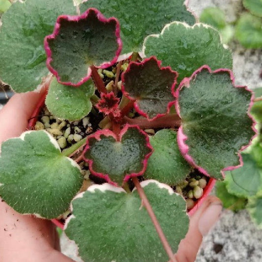 Variegated Strawberry Begonia ( Saxifraga stolonifera Var. )