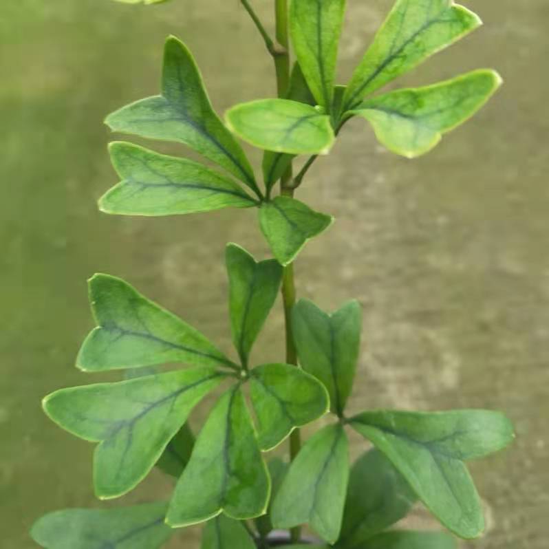 Schefflera 'Triangularis'