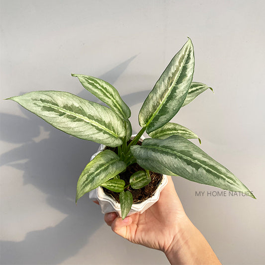 Schismatoglottis Hainanensis