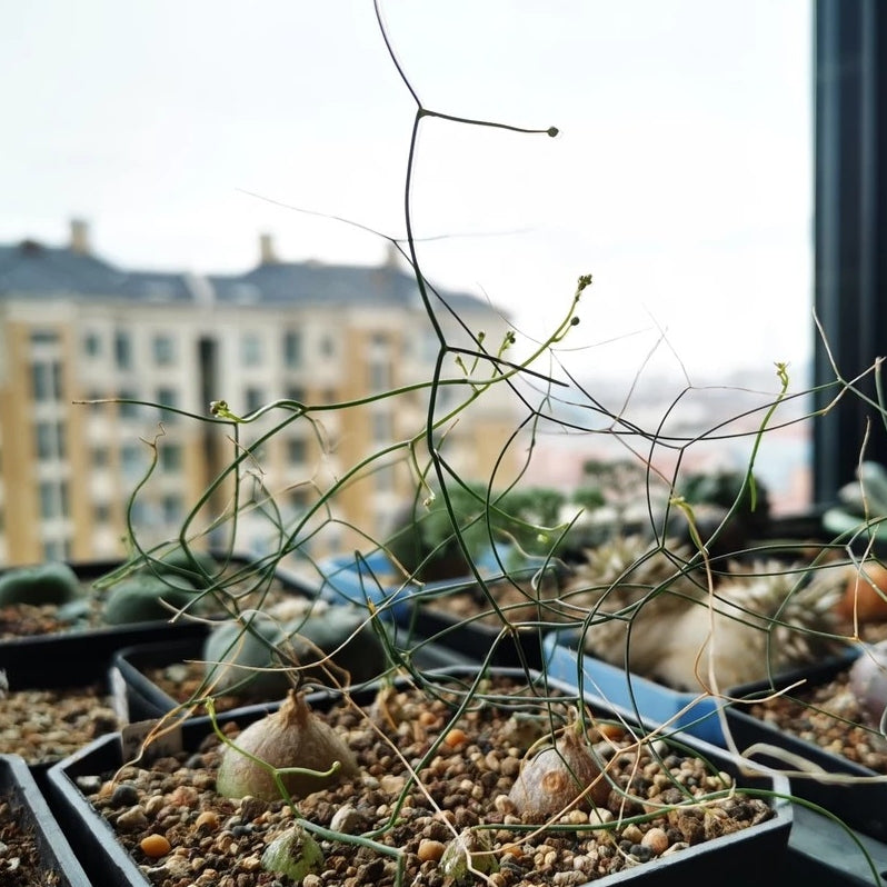 Climbing onion  (Drimia intricata)