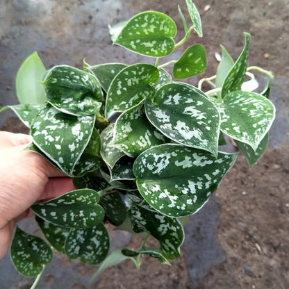 Scindapsus Pictus 'Argyraeus'