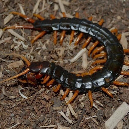 Laos Waterfall Centipede (Scolopendra cataracta)