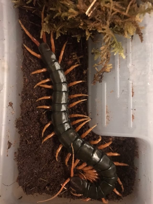Laos Waterfall Centipede (Scolopendra cataracta)
