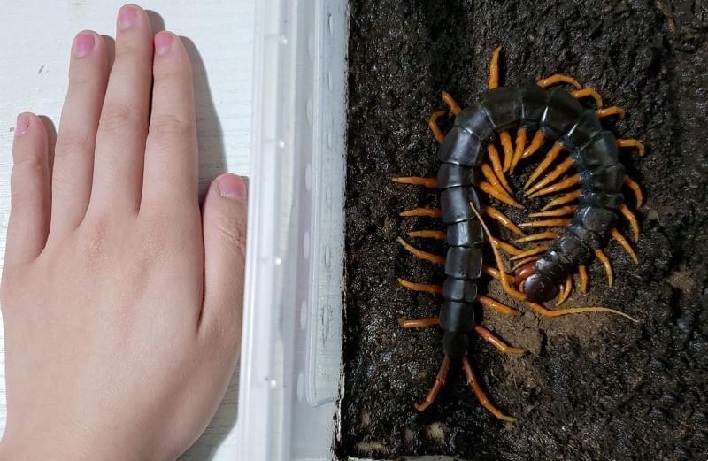 Laos Waterfall Centipede (Scolopendra cataracta)