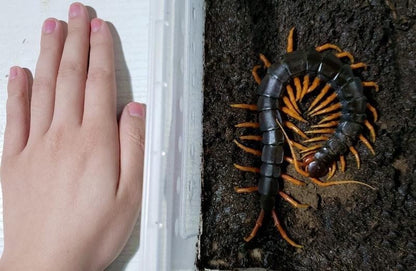 Laos Waterfall Centipede (Scolopendra cataracta)