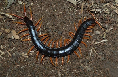Laos Waterfall Centipede (Scolopendra cataracta)