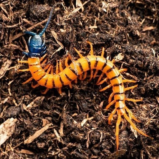 Malaysian Cherry Red Centipede (Scolopendra subspines dehaani)