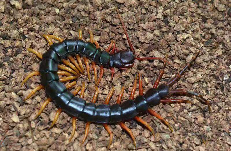 Chinese Giant Tiger Leg Centipede (Scolopendra hainanum)