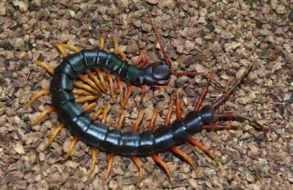 Chinese Giant Tiger Leg Centipede (Scolopendra hainanum)