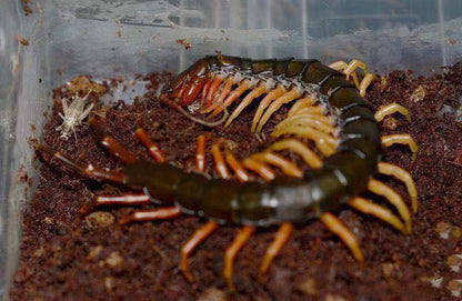 Chinese Giant Tiger Leg Centipede (Scolopendra hainanum)