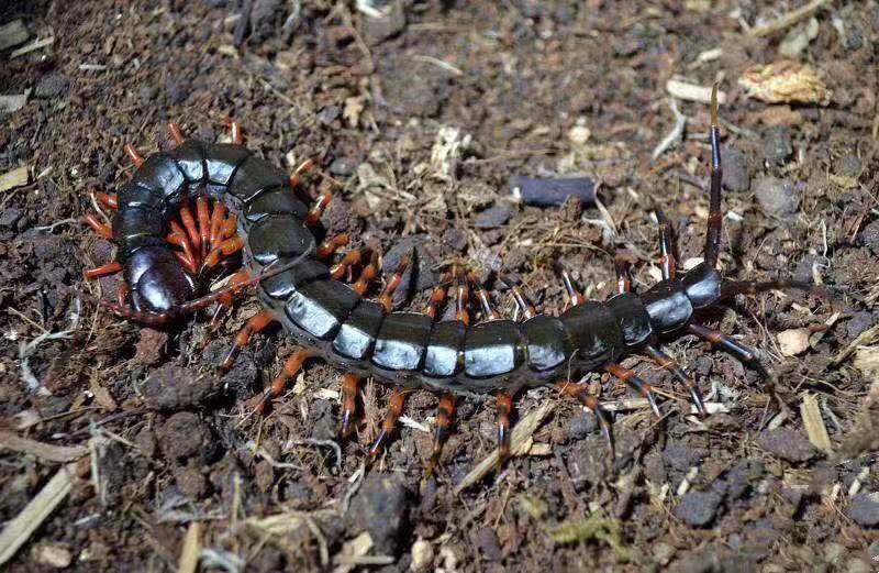 Chinese Giant Tiger Leg Centipede (Scolopendra hainanum)