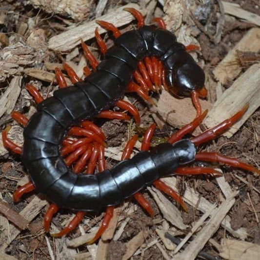 Laos Black&Red legs Centipede (Scolopendra subspinipes)
