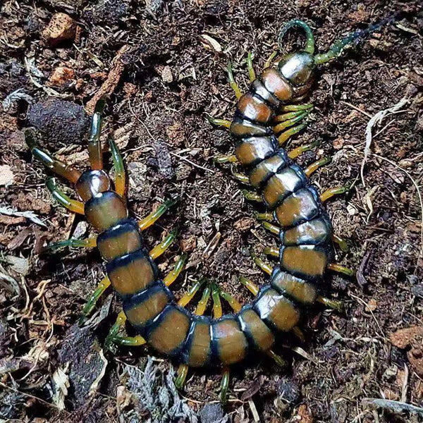 Scolopendra subspinipes cingulatoides centipede