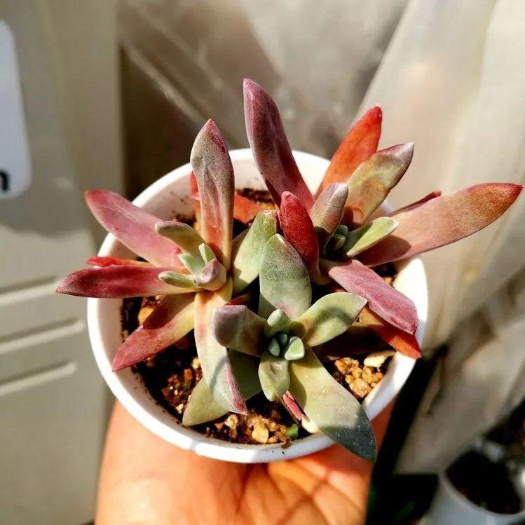 Sea lettuce (Dudleya caespitosa)
