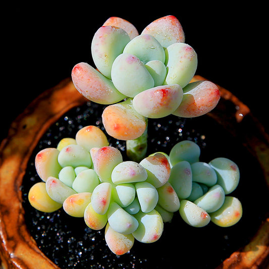 Sedum clavatum