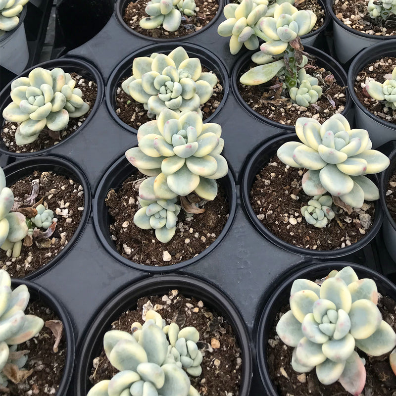 Sedum clavatum var.