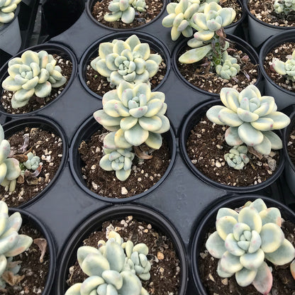 Sedum clavatum var.