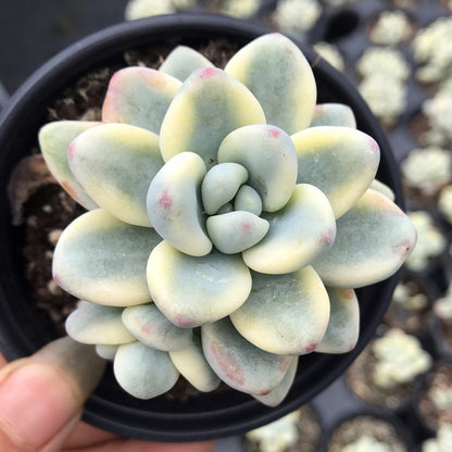 Sedum clavatum var.