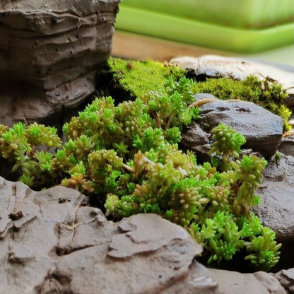 spanish succulent plants Sedum hispanicum (Spanish Stonecrop) for Sale