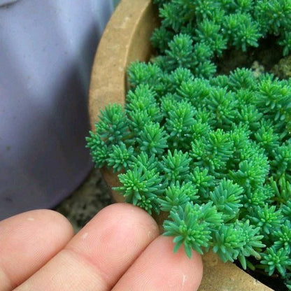 succulent plant in spanish Sedum hispanicum (Spanish Stonecrop) for Sale