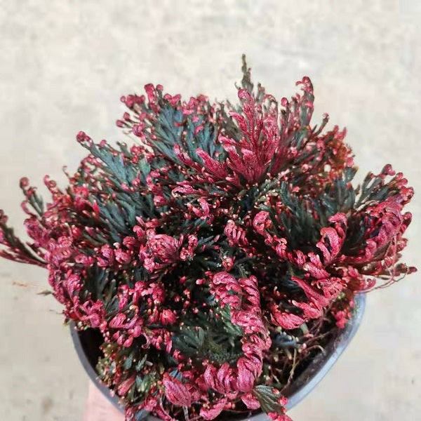 Selaginella erythropus