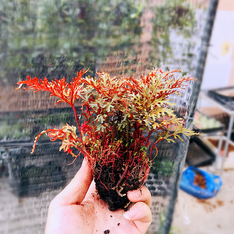 Selaginella erythropus