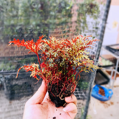 Selaginella erythropus