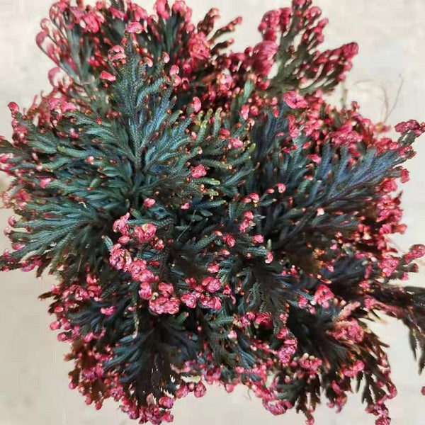Selaginella erythropus