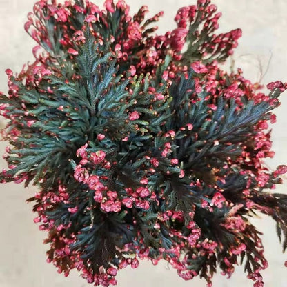 Selaginella erythropus