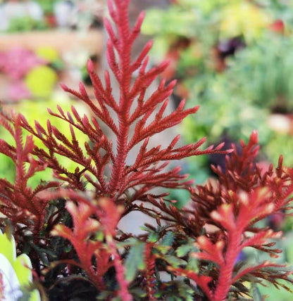 Selaginella erythropus