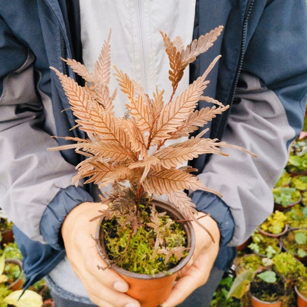 Selaginella sp. (Brown) newly found