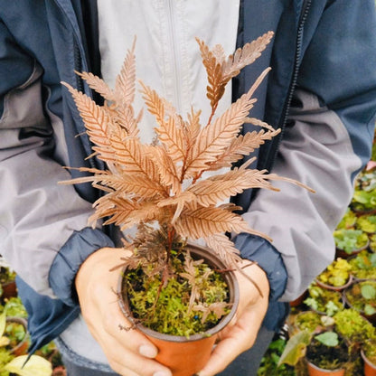 Selaginella sp. (Brown) newly found
