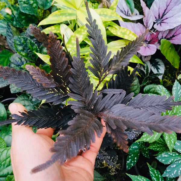 Selaginella sp. (Brown) newly found