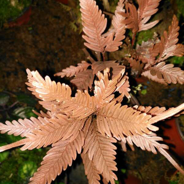 Selaginella sp. (Brown) newly found