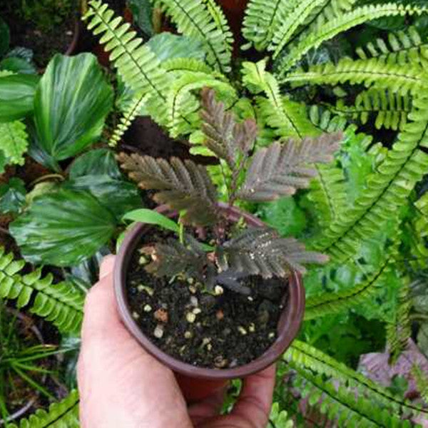 Selaginella sp. (Brown) newly found