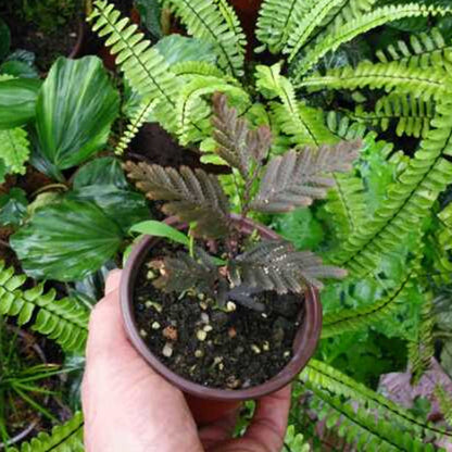 Selaginella sp. (Brown) newly found
