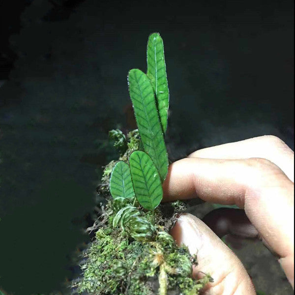Selliguea rhynchophylla