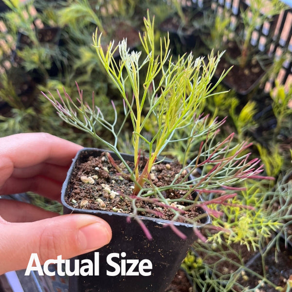 Seru Rixa Blushing bride (Serruria Florida) for sale – My Home Nature