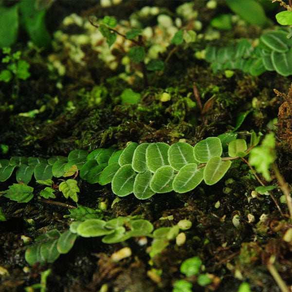 Shingle Vine (Marcgravia umbellata)