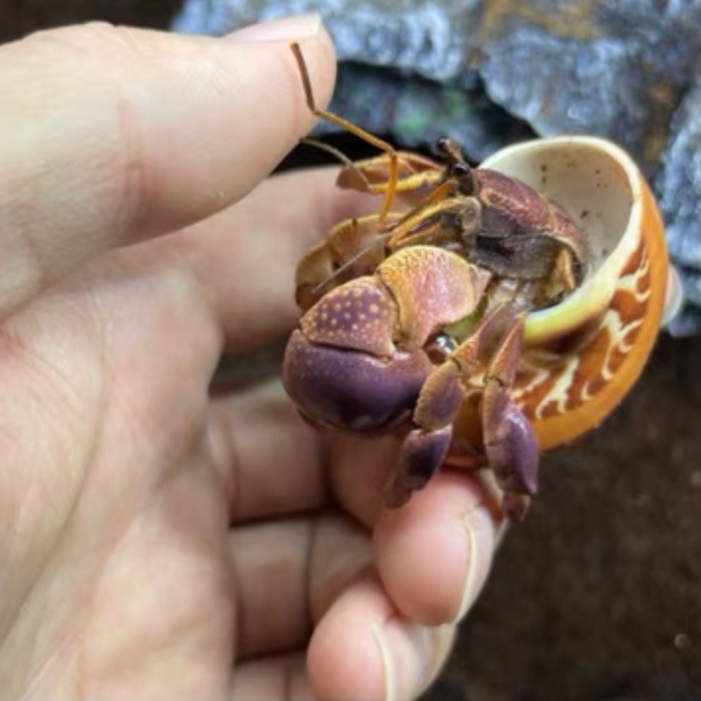 Short-sheared land hermit crab （Coenobita brevimanus）