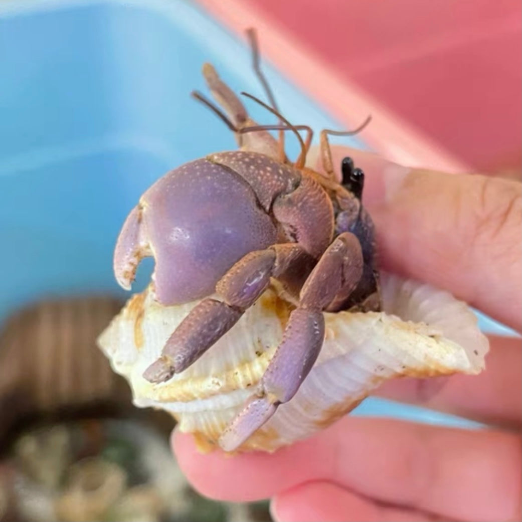 Short-sheared land hermit crab （Coenobita brevimanus）