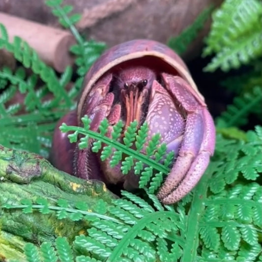 Short-sheared land hermit crab （Coenobita brevimanus）