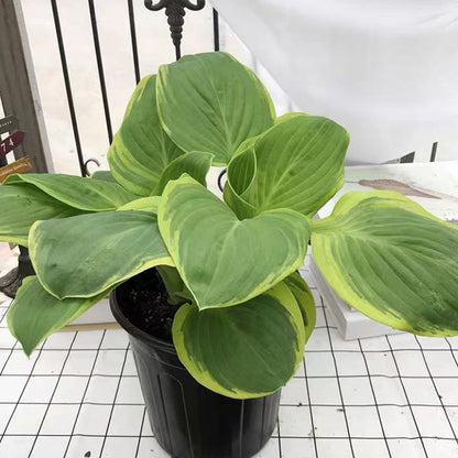 Frances williams Hosta (Hosta sieboldiana)