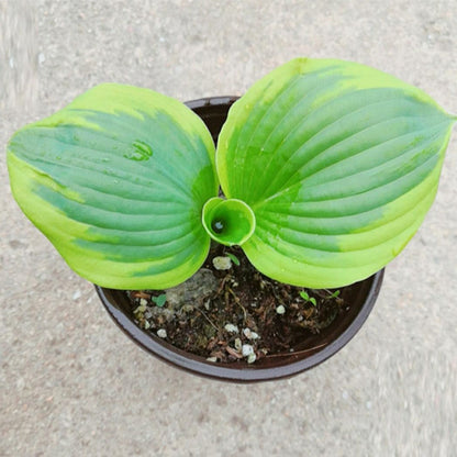 Frances williams Hosta (Hosta sieboldiana)