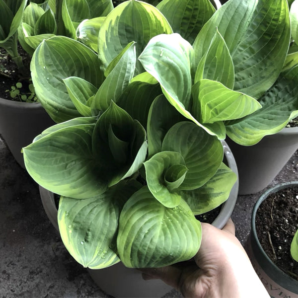 Frances williams Hosta (Hosta sieboldiana)