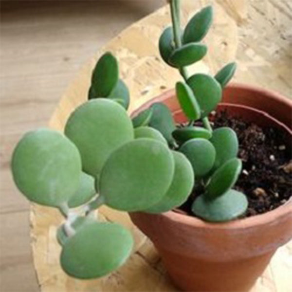 silver dollar succulent plant care Silver Dollar Plant ( Xerosicyos danguyi ) for Sale