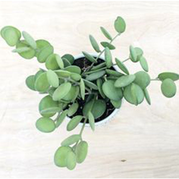 silver dollar hanging plant Silver Dollar Plant ( Xerosicyos danguyi ) for Sale
