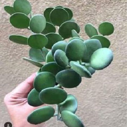 dollar succulent plant Silver Dollar Plant ( Xerosicyos danguyi ) for Sale