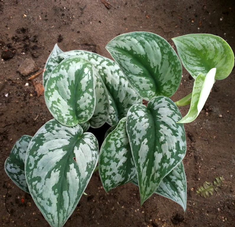 white pothos for sale Silver Satin Pothos ( Scindapsus Pictus ' Exotica ' ) for Sale