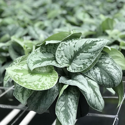 silver pothos nz Silver Satin Pothos ( Scindapsus Pictus ' Exotica ' ) for Sale